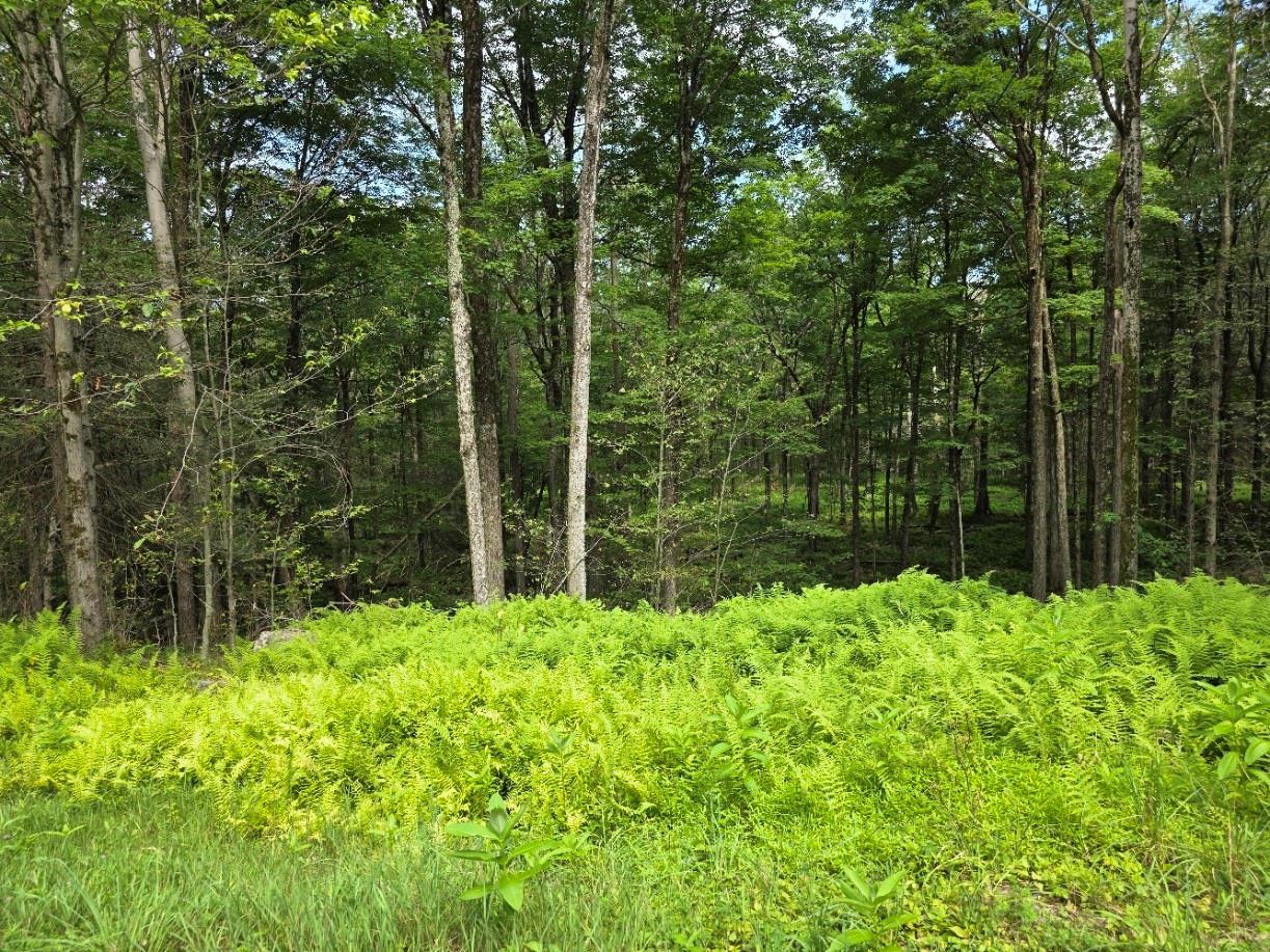 Gregory Rd, Thompson, NY 12701, USA property photo