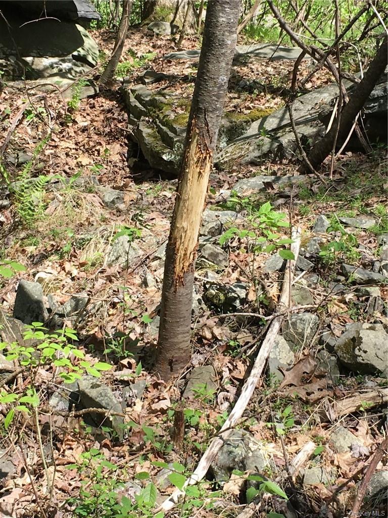 Logtown, Greenville, NY 12771, USA property photo